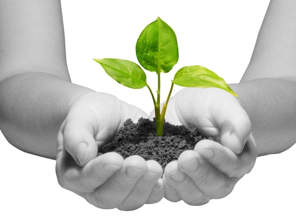 nurturing a plant in a pair of hands